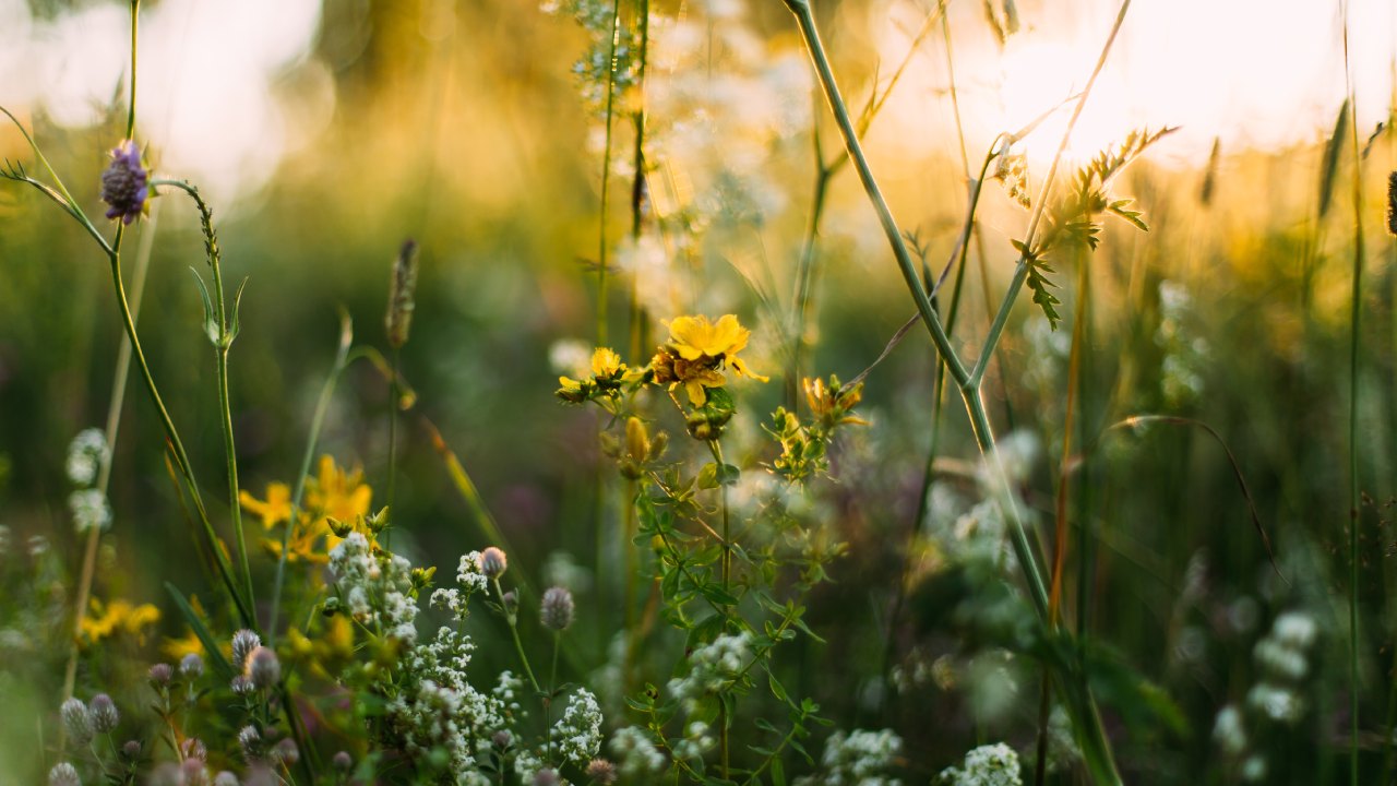 summer-has-arrived-here-s-what-know-about-the-solstice-king5